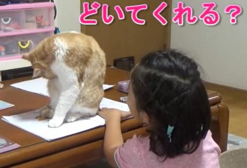 ノートの上で毛繕いをする猫（どいてくれる？）