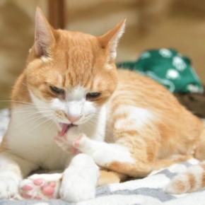 猫の『肉球』に起こりうるケガや病気5つ　見逃せないサインから予防法まで解説