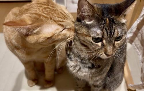 麦わら猫に顔を埋める茶トラ猫