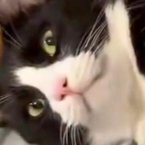 『羨ましいやろ？』と言わんばかりの猫→周りには2匹の猫がいて…まさかの光景に7万いいね「お手本のようなドヤ顔」「本当に羨ましい」