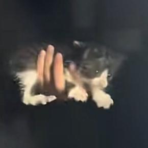 土砂降りの日に『今夜だけ』とひとりぼっちの子猫を連れて帰ったら…「仕事前にボロ泣きした」結末に胸が熱くなると193万再生「良かった」