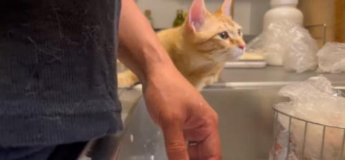 右方向を見る猫