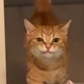 部屋の奥からトコトコ歩いてきた猫、口元を見ると…運んでいたのは？→尊すぎる光景が190万再生「遊ばないとだねｗ」「ぽてぽて感が可愛い」