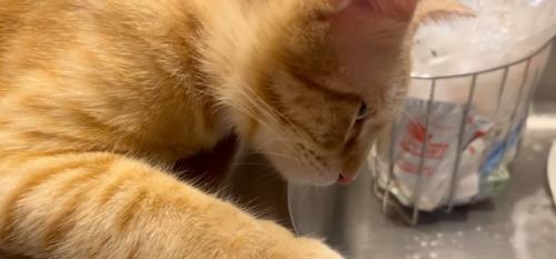 シンクを見つめる猫