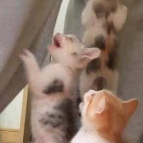 元気いっぱいな子猫たち→『ごはんの準備』を始めると、足元に大集合…微笑ましい光景に「みんな元気でいいねｗ」「登ってくるよね」の声