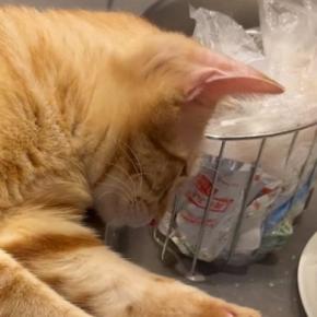 食器を洗い始めると、猫が近くにやってきて…真剣に見つめ続ける『可愛すぎる光景』に「本当に興味津々ｗ」「すごいくつろいでるｗ」と反響