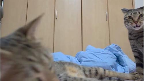 フレーメン反応している猫