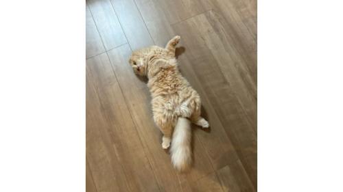 室内にいる猫
