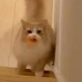 おもちゃを口にくわえて『階段を上ってくる猫』…独特な『歩き方』が可愛すぎると3万いいね「い、いぬ？」「なんてお利口さんなの」