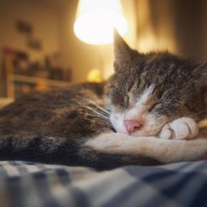 『シニア猫』だからこそ感じられる魅力5つ　若い頃とどう違う？歳を重ねてあらわれる変化とは