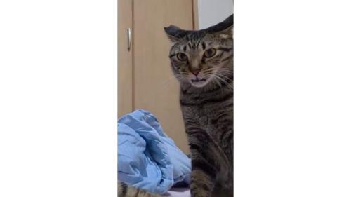 フレーメン反応している猫