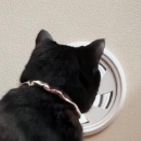 換気口を『真剣に見つめていた猫』→気になった飼い主が覗いてみると『驚愕の光景』に「思わず叫んでしまった」「お手柄にゃ」と10万再生