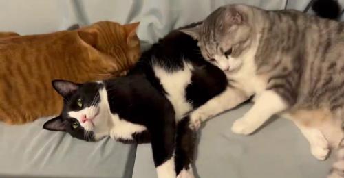 2匹の猫に毛づくろいされる猫
