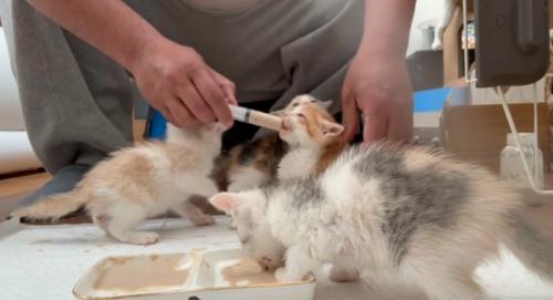 離乳食を口に入れられる猫、平皿から食べる猫