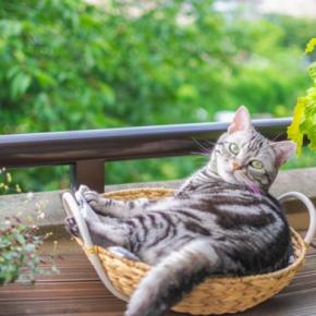 猫が『カゴ』を好んで入りたがる理由4選　居心地がいいの？用意してあげるときの注意点も