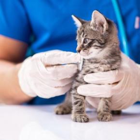 猫が『鉄分不足』を起こしている兆候3つ　考えられる原因や防ぐための方法まで解説