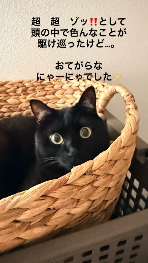 かごの中にいる猫
