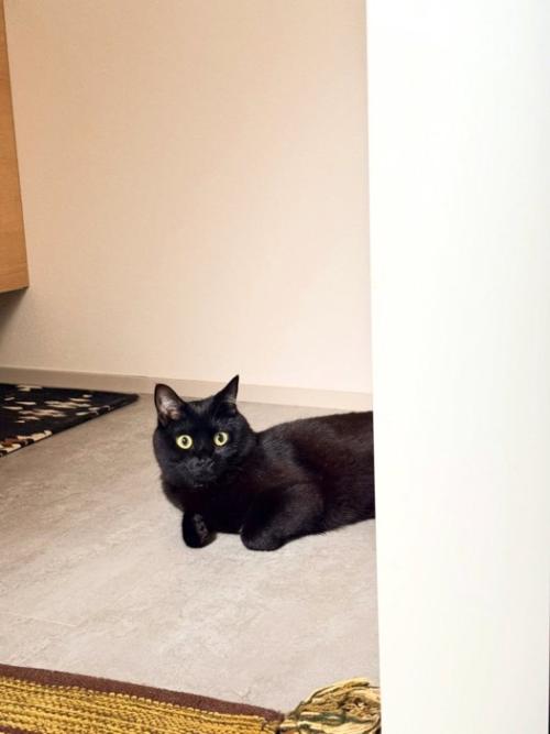 横になって見ている猫