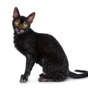出会えたらラッキーな『珍しい猫種』4選　魅力あふれる特徴や希少な理由もご紹介