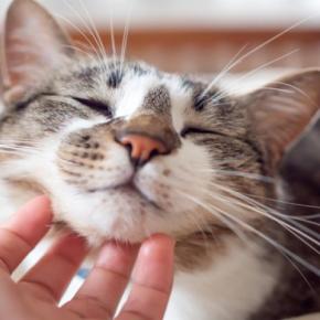 猫を悩ませる『鼻炎』3つの原因　慢性化するリスクや対処法も解説
