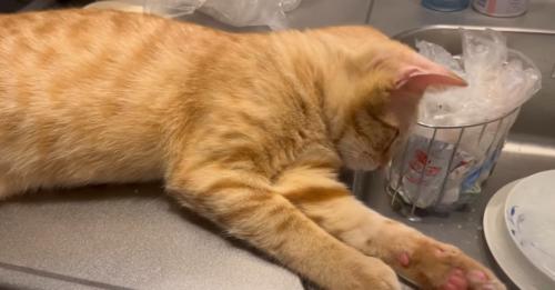 キッチン台でくつろぐ猫