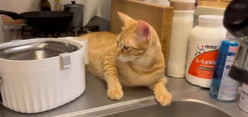 水飲み器を見る猫