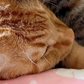 兄弟を毛づくろいしていた猫→途中で眠くなってしまい…幸せすぎる『お昼寝風景』に「かわいい光景だなぁ」「ラブラブだね」と33万表示