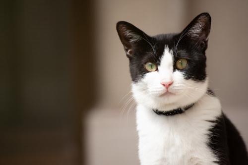 かわいいハチワレ猫