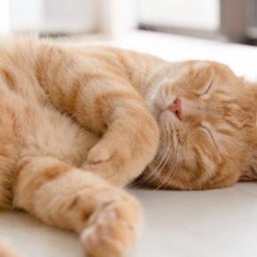 猫が『床に落ちている様子』が見られる場面3選　なぜ寝転がるの？注意が必要なことも