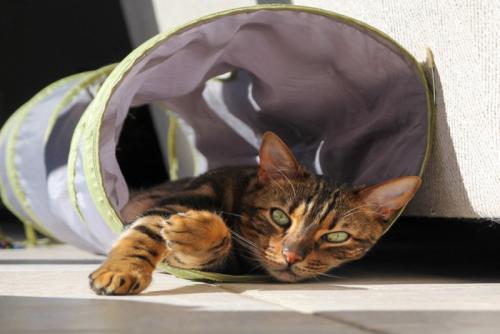 トンネルでくつろぐ猫