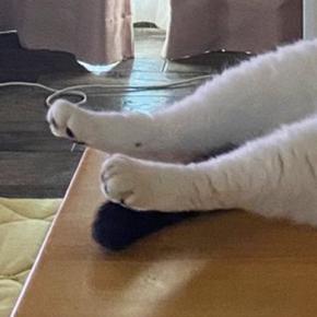 冷房の効いた部屋→机の上を見ると、『猫』が…お手本のようなくつろぎ方に「絶対おっさん入ってるw」「部屋のあるじの風格」と240万表示