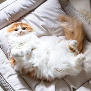 猫用ベッドに『屋根』はあったほうがいいの?3つの判断基準や愛猫に合わせた選び方