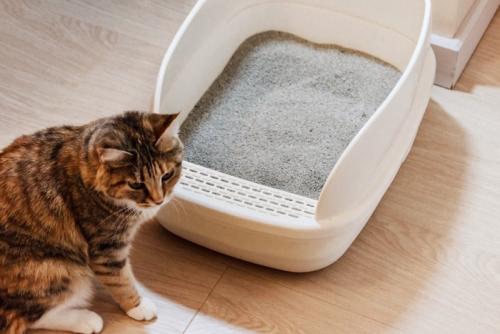 トイレの近くにいる猫 