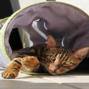 猫が『トンネル』の中に入りたがる理由5選 夢中で遊ぶのはなぜ?安全に使うための注意点まで