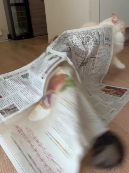 逃げる白い猫