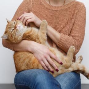 猫に嫌がられる『NGな撫で方』5つ 不快に感じる理由や喜ばれる触り方のコツも