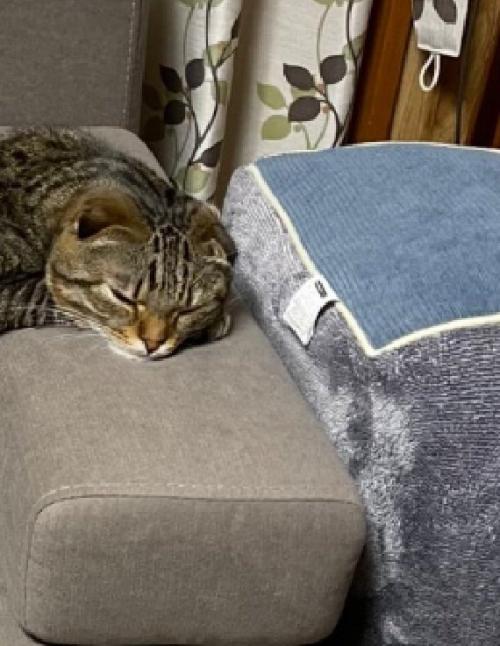 くつろぐ猫