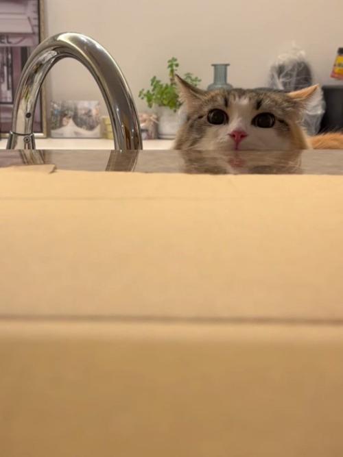 顔が半分見えている猫