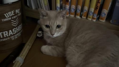薄暗いお部屋で体を横たえる猫ちゃん