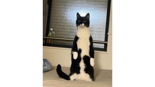 ベッドの上の猫
