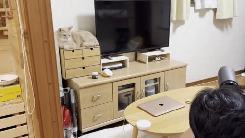 テレビ左横に猫ちゃん
