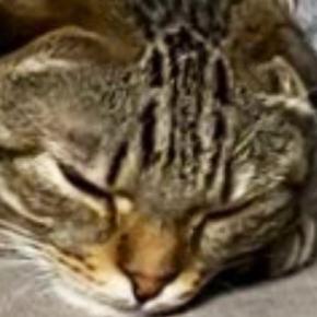 「ウナギみたいになってるｗ」ソファの上でくつろぐ猫…心配になるほどの『まさかの体勢』に3万いいね「しなやか過ぎｗ」「液体」