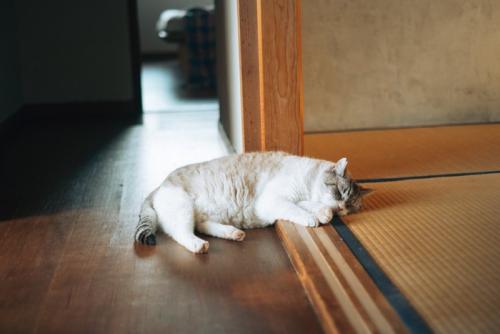 和室で休む猫