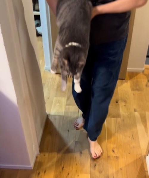 女性に抱っこされている猫