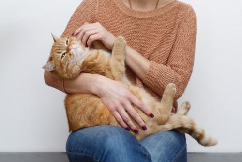 人の手を避ける猫