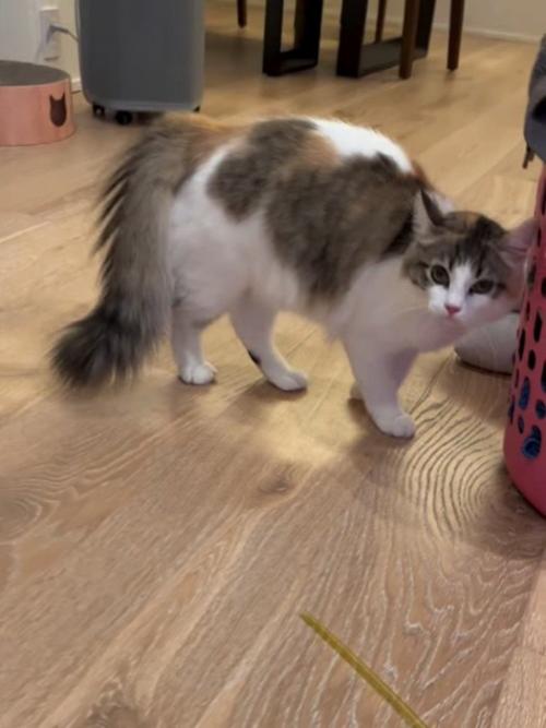 しっぽを膨らませて下げている猫