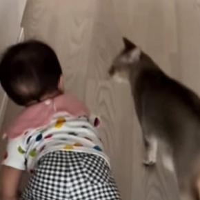 廊下をハイハイで進む赤ちゃん→近くにいた猫がとった『まさかの行動』に「大好きがあふれてるｗ」「守ってるように見える」と48万再生