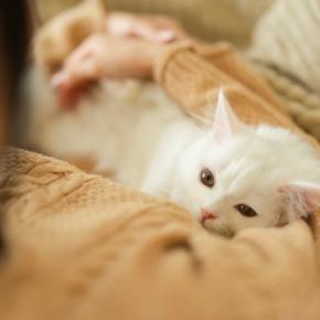 猫の『終末期』が来たときにできること4つ　限られた時間を大切に過ごすための心得