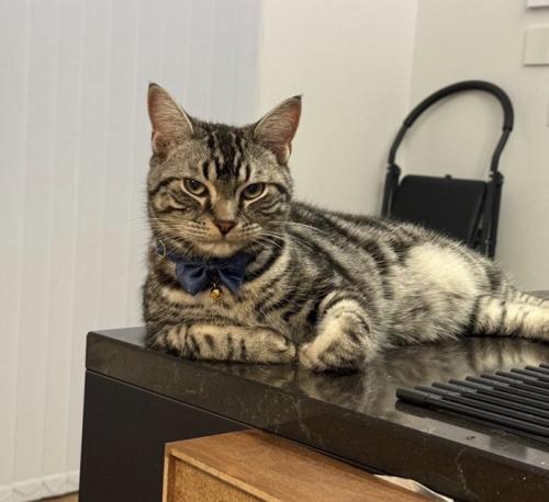 テーブルの上で肘をついてくつろぐ猫