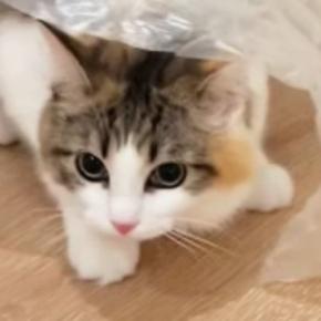 ビニールシートの下に潜った猫→そのまま歩き始めると…まるで『ファッションショー』のような光景に「急に始まったｗ」「かっこいい」と反響